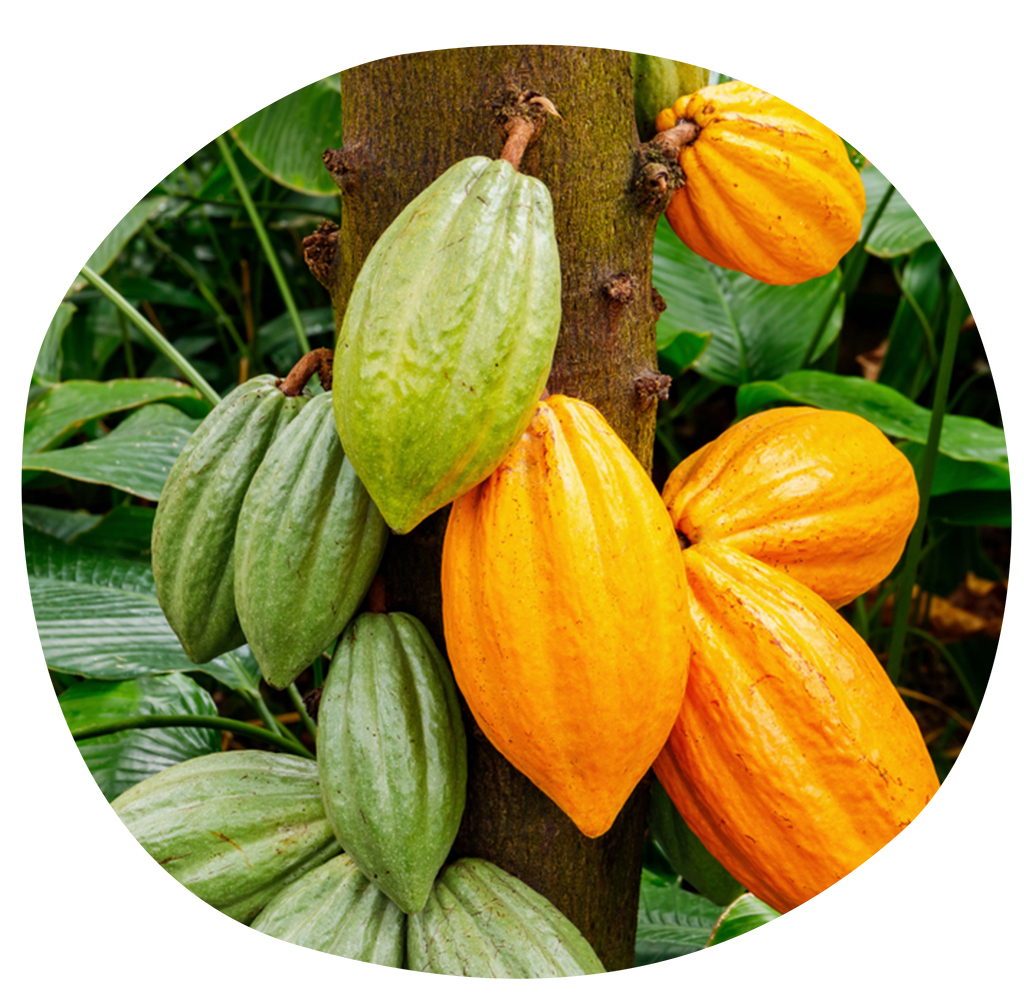plante-cacao-ok.jpg